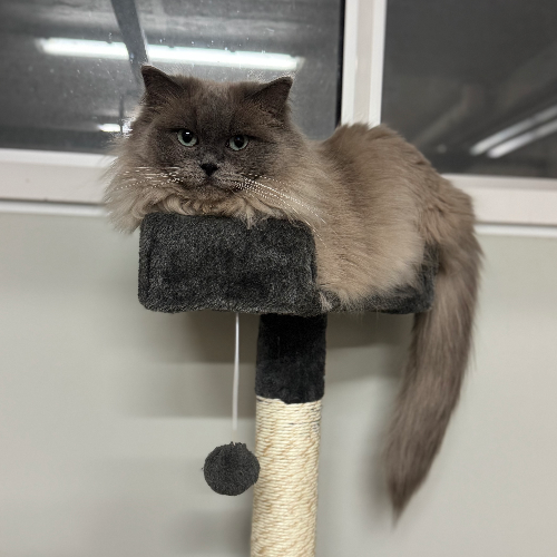 Foto van de poes