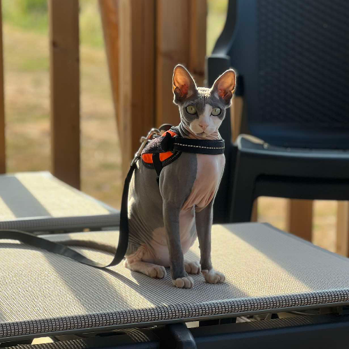 Foto van de poes