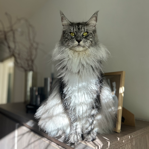 Foto van de poes