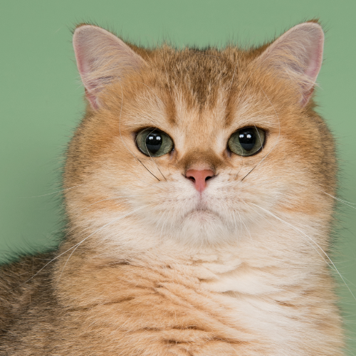 Foto van de poes
