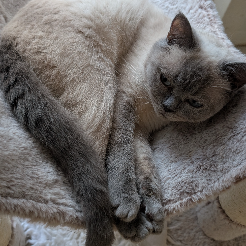 Foto van de poes