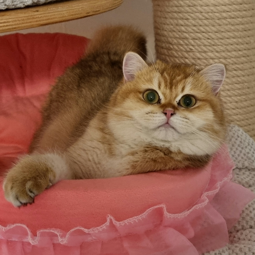 Foto van de poes