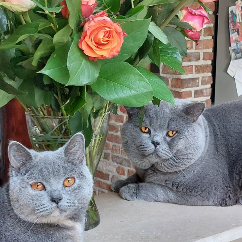 Foto van de poes