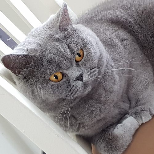 Foto van de poes