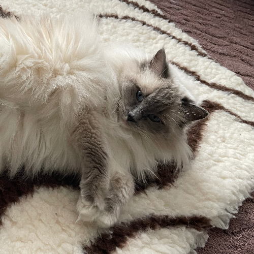 Foto van de poes