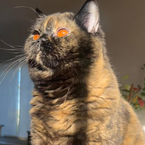 Foto van de poes
