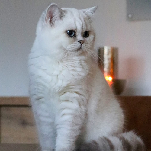 Foto van de poes
