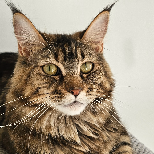 Foto van de poes