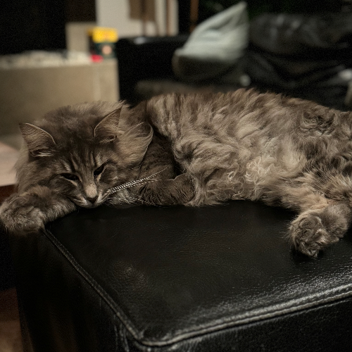 Foto van de poes