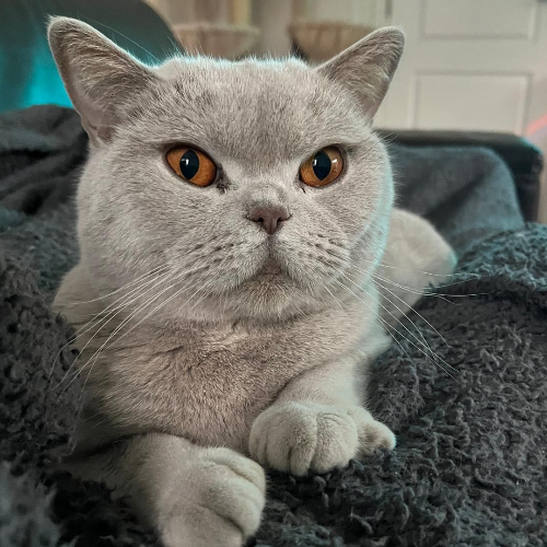 Foto van de poes