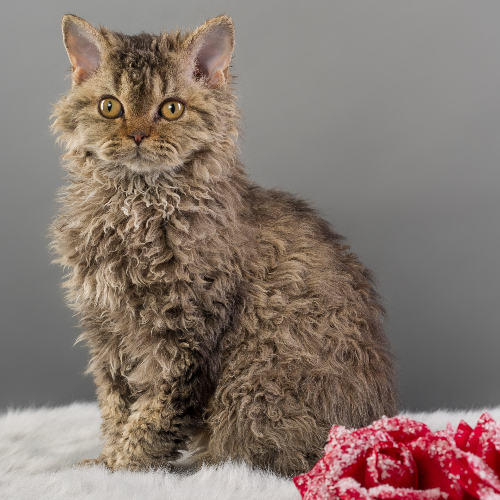 Foto van de poes