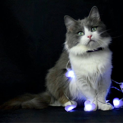 Foto van de poes