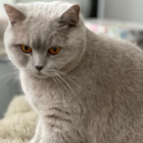 Foto van de poes