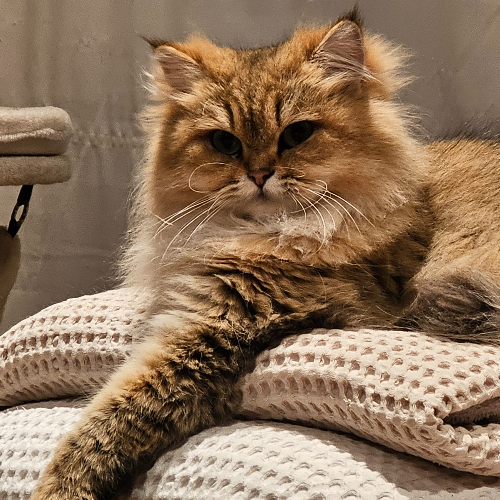 Foto van de poes