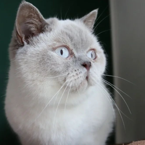 Foto van de poes