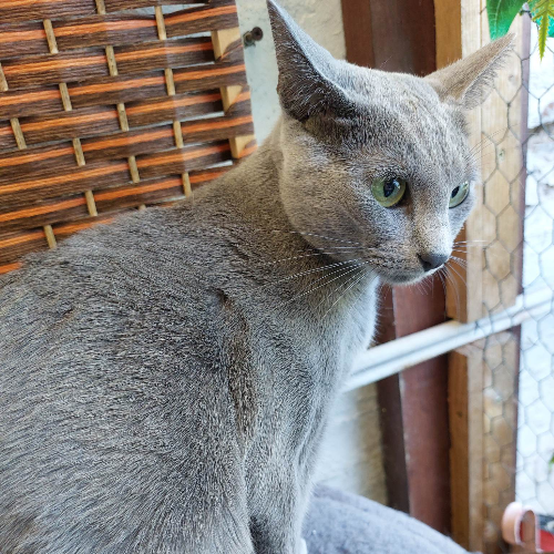 Foto van de poes