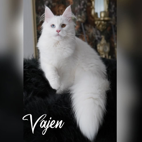 Foto van de poes
