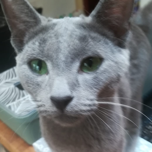 Foto van de poes