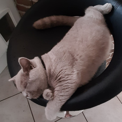 Foto van de poes