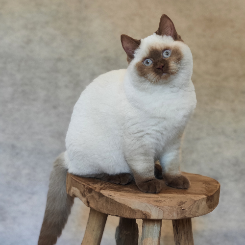 Foto van de poes