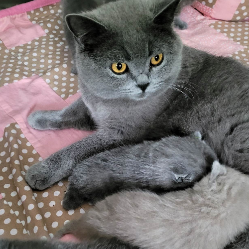 Foto van de poes