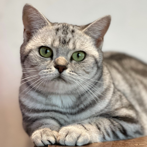Foto van de poes