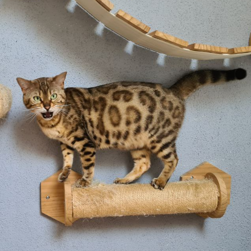 Foto van de poes