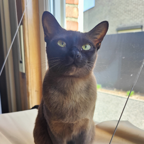 Foto van de poes