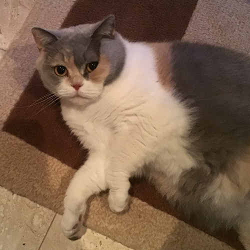 Foto van de poes