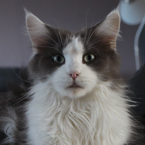 Foto van de poes