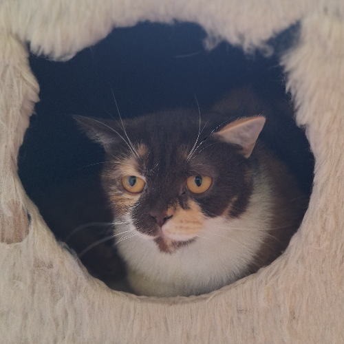Foto van de poes