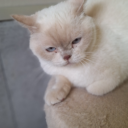 Foto van de poes