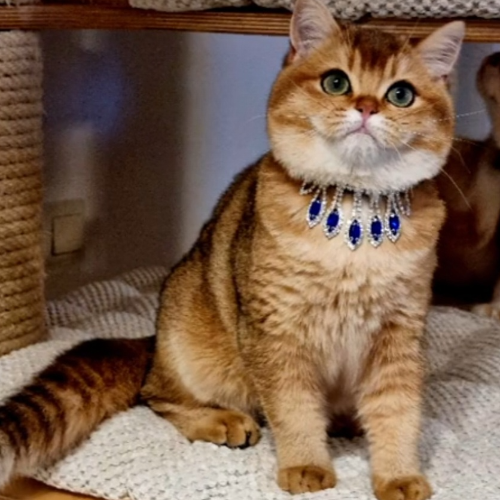 Foto van de poes