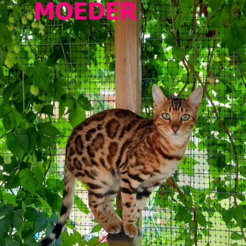 Foto van de poes