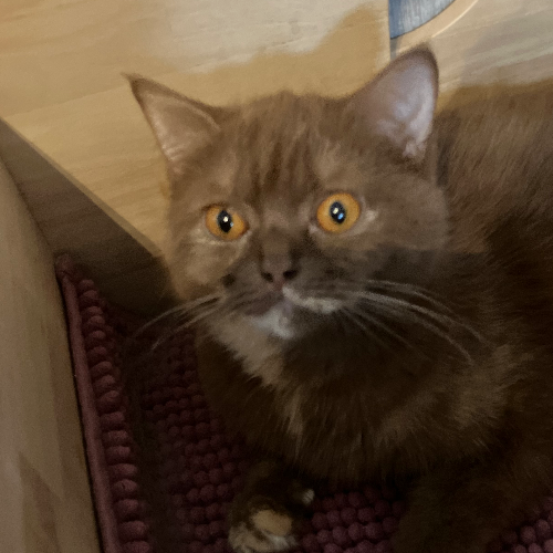 Foto van de poes