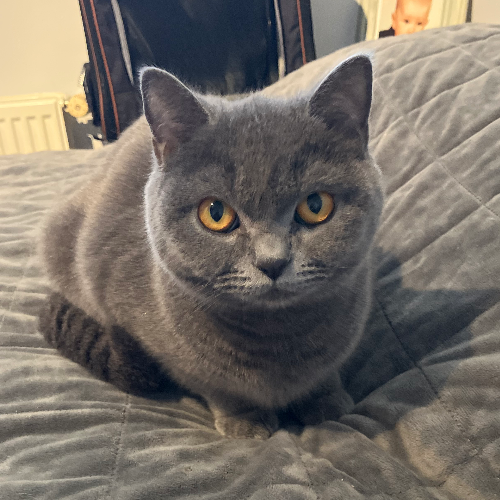 Foto van de poes