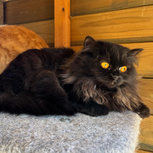 Foto van de poes