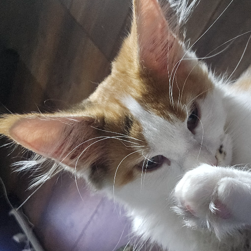 Foto van de poes