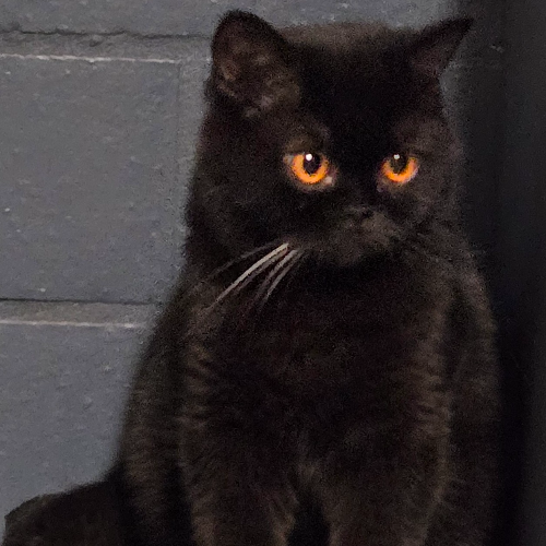 Foto van de poes