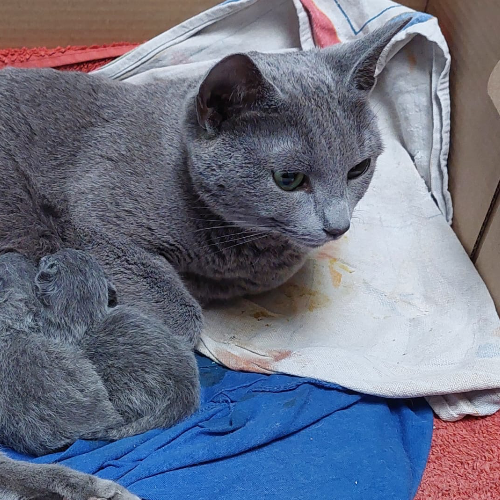 Foto van de poes