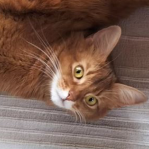 Foto van de poes