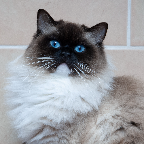 Foto van de poes