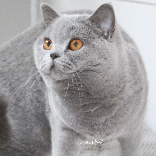 Foto van de poes