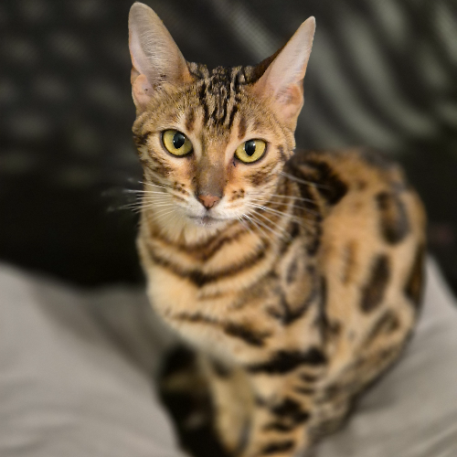 Foto van de poes