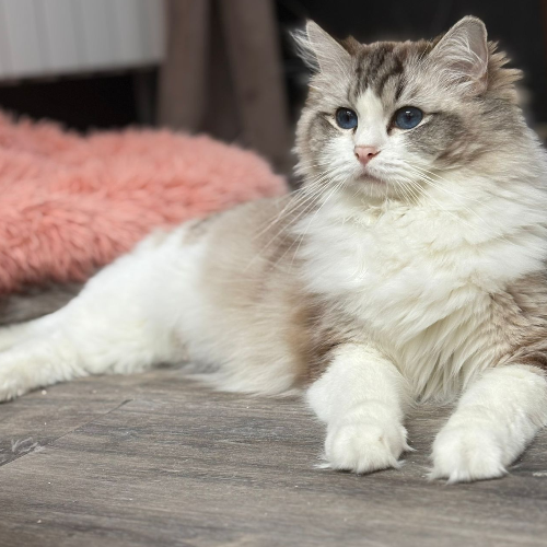 Foto van de poes