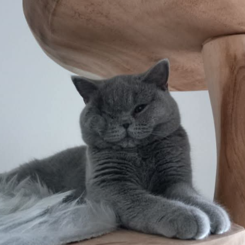 Foto van de poes