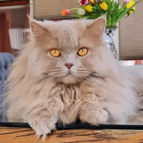 Foto van de poes