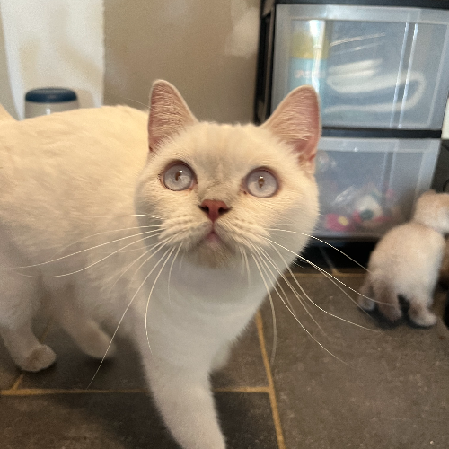 Foto van de poes