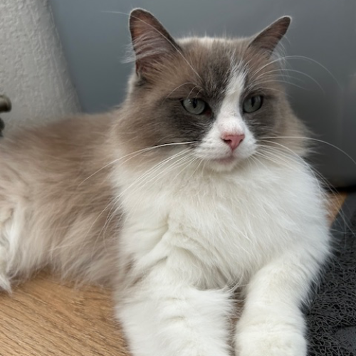 Foto van de poes