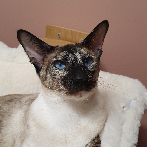 Foto van de poes